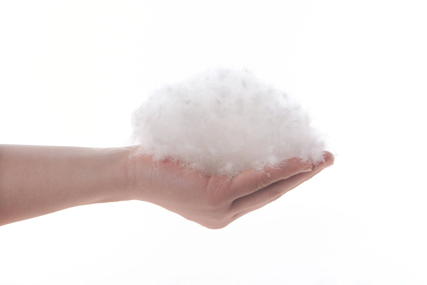 A hand holding a bunch of Canadian Hutterite goose down feathers that are used in Guildcraft's duvets.